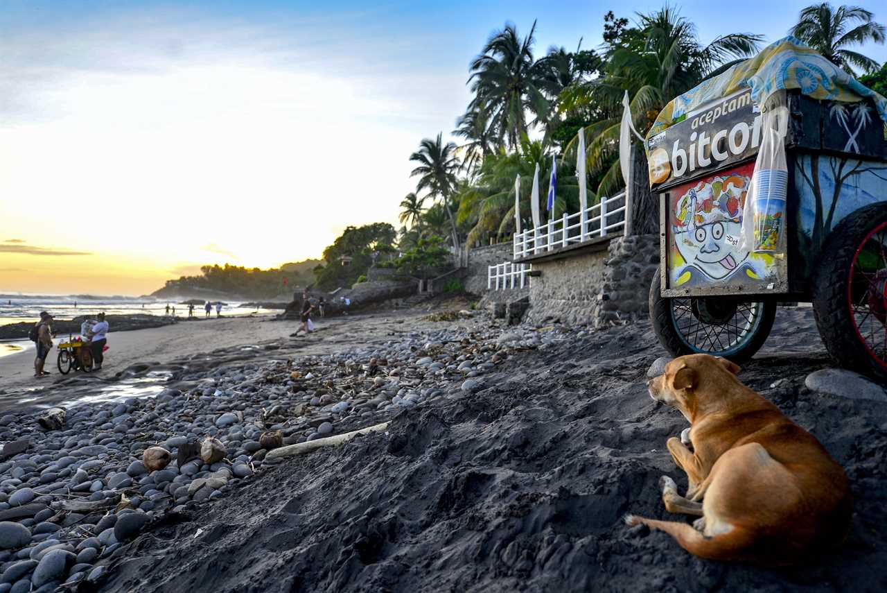A dog is seen on a beach.