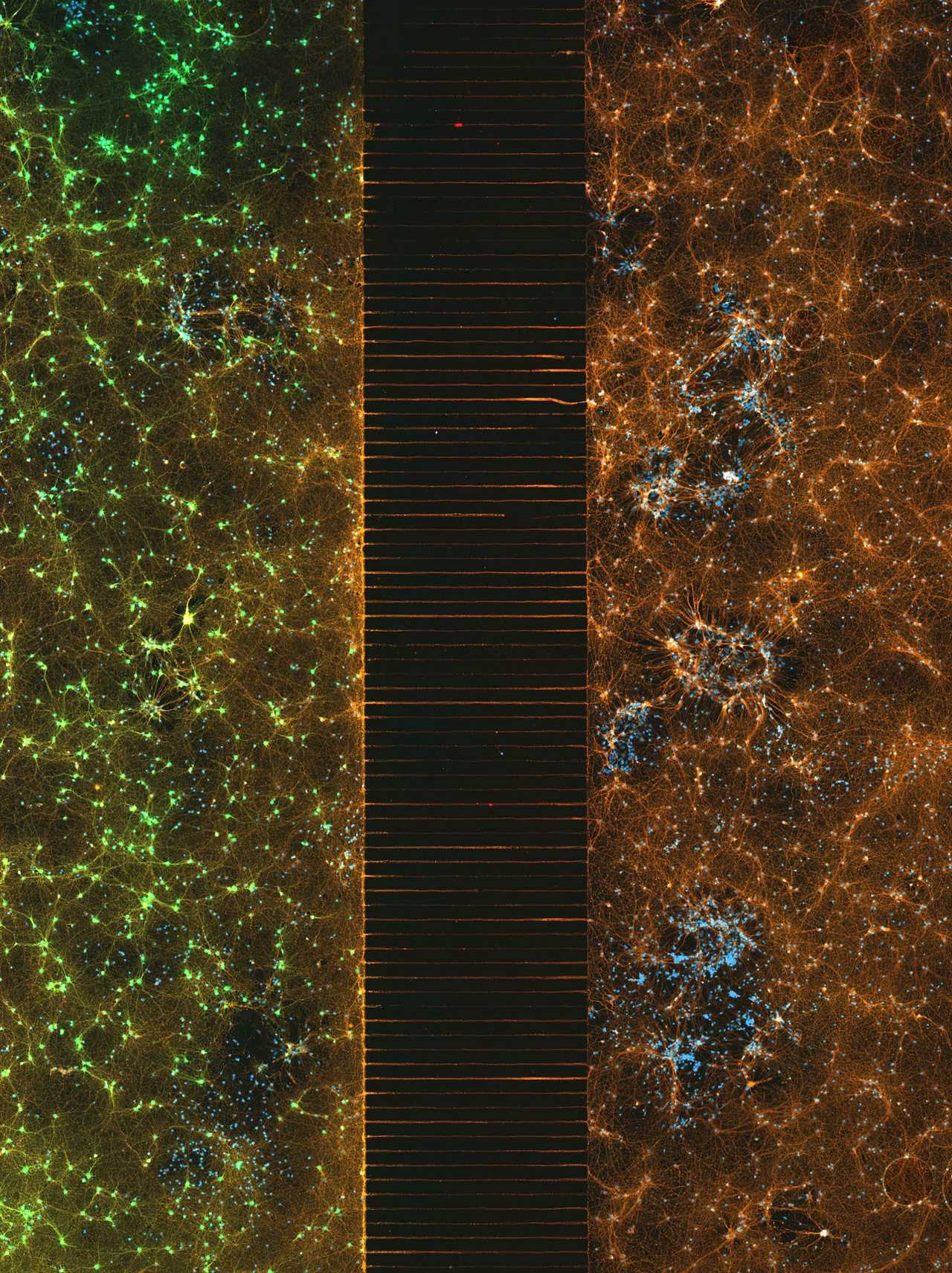 nikon small world neuron networks split down the middle with axon bridge