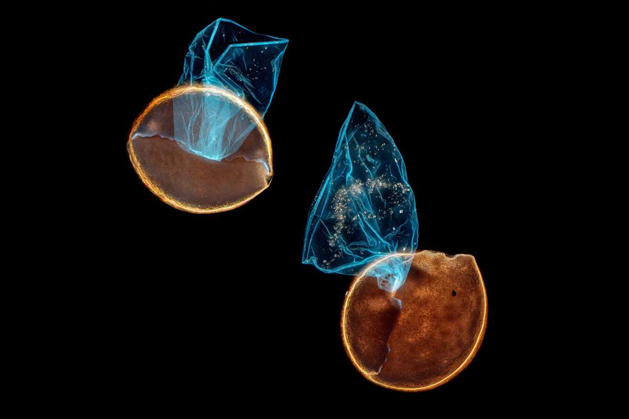 Nikon Small World Hatched brine shrimp eggs