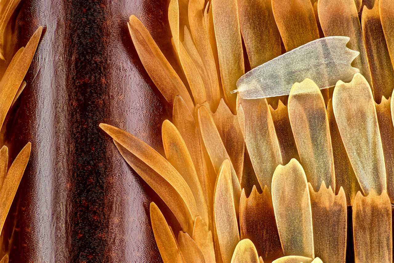 nikon small world Vein and scales on a butterfly wing