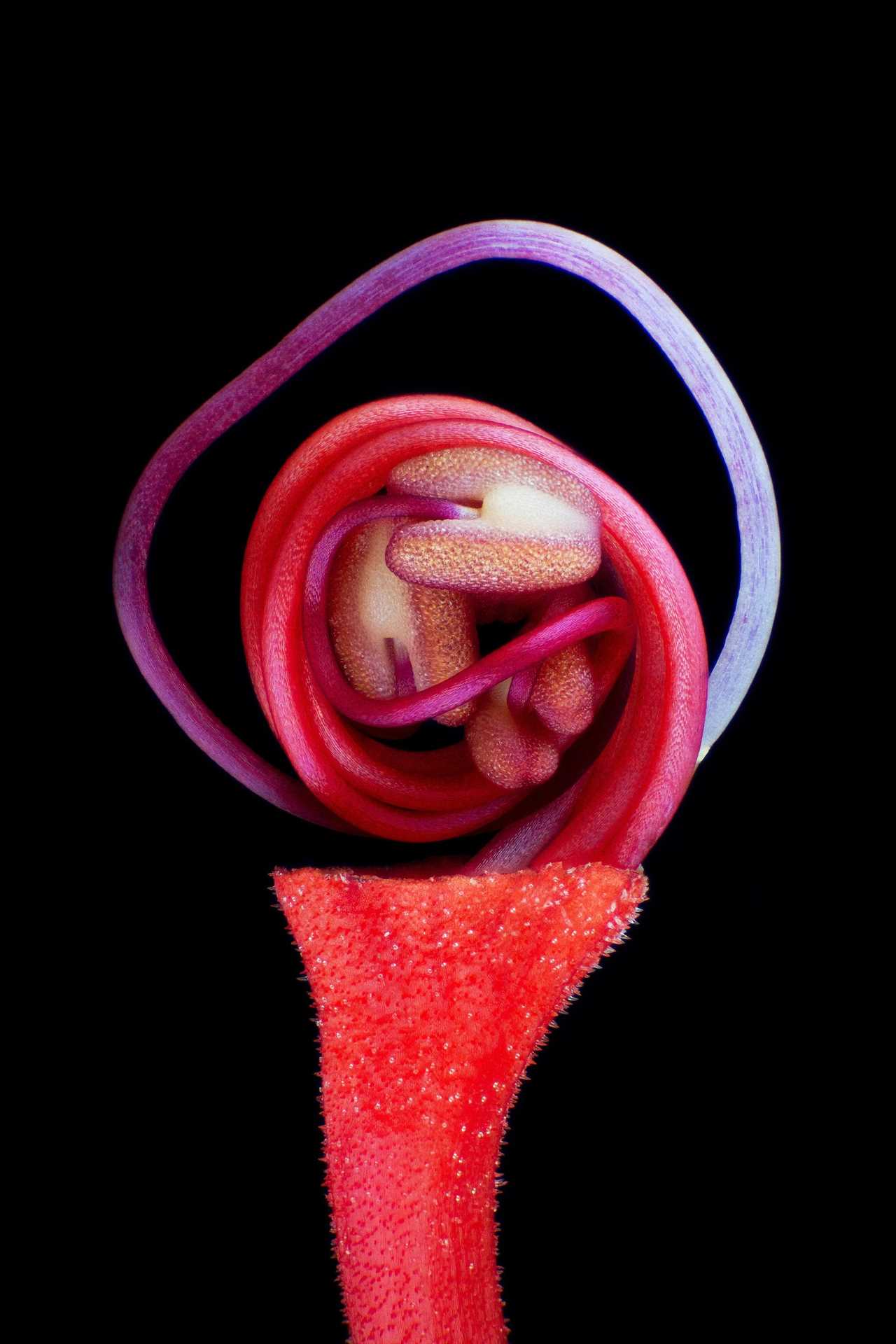 Nikon Small World bud flower