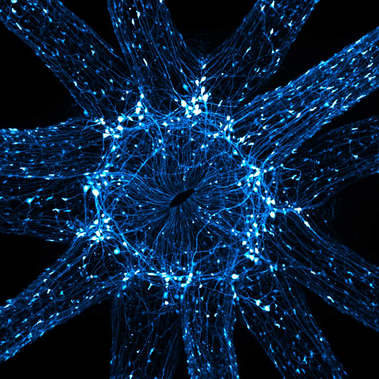 nikon small world neurons