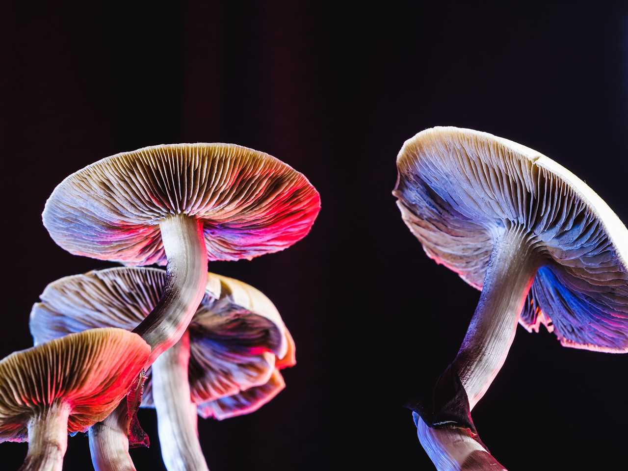 Magic mushrooms