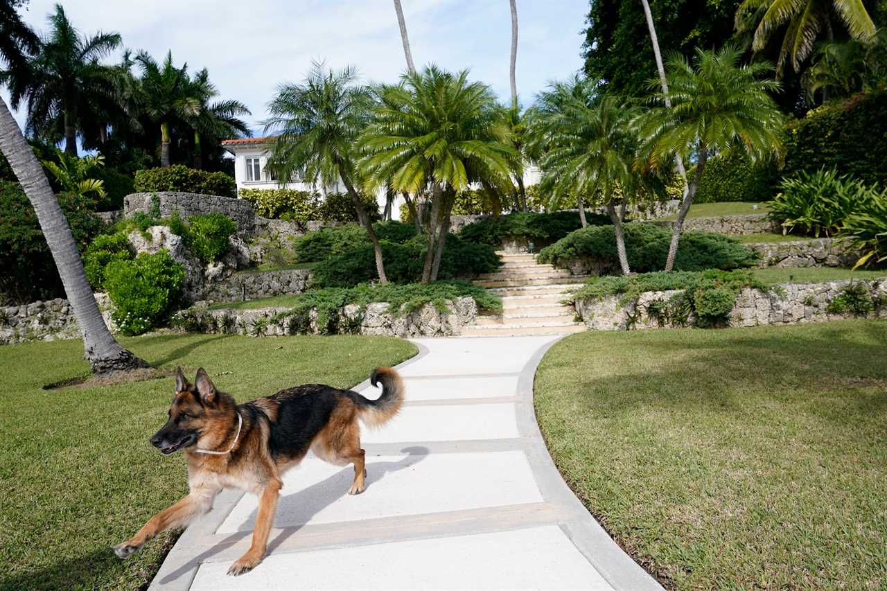 German Shepherd Gunther VI runs on the grounds of a house formally owned by pop star Madonna