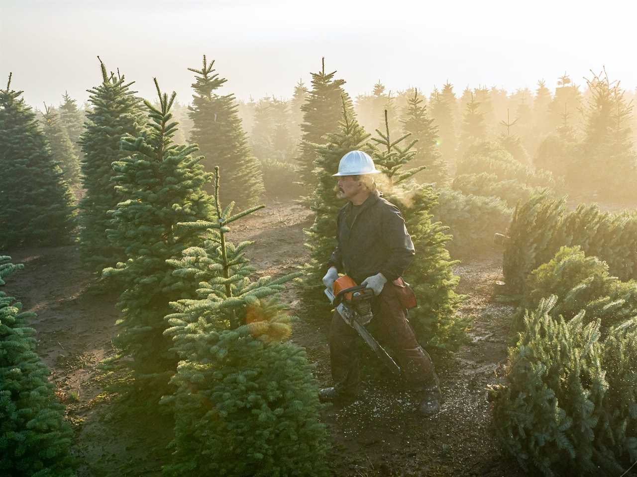 Man with chainsaw walks among Christmas trees on Oregon farm
