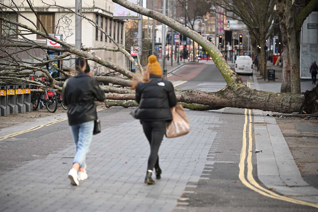 Trees toppled in London due to the storm.