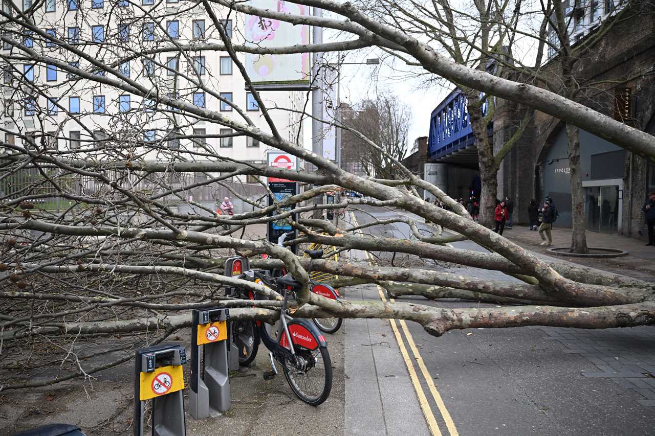 Storm Eunice caused trees to topple in London.